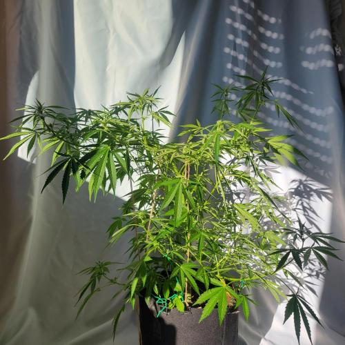 Gelato "balcony" Auto🍦. Week 7