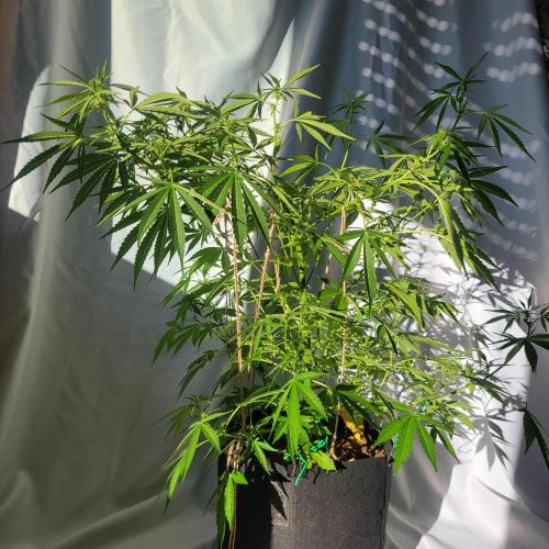 Gelato "balcony" Auto🍦. Week 7