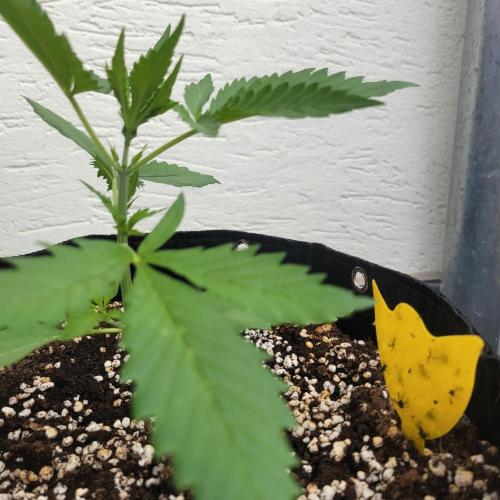 Guava Auto balcony 🌱. Week 2
