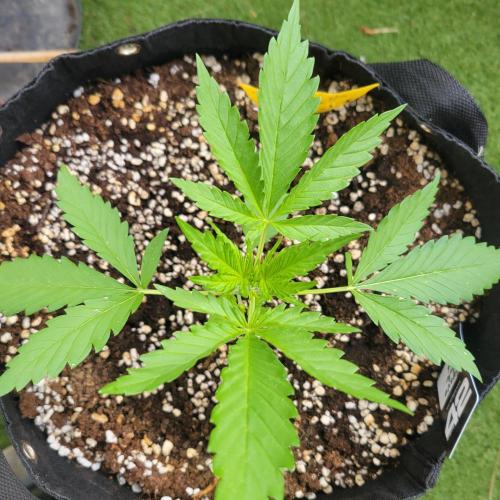 Guava Auto balcony 🌱. Week 2