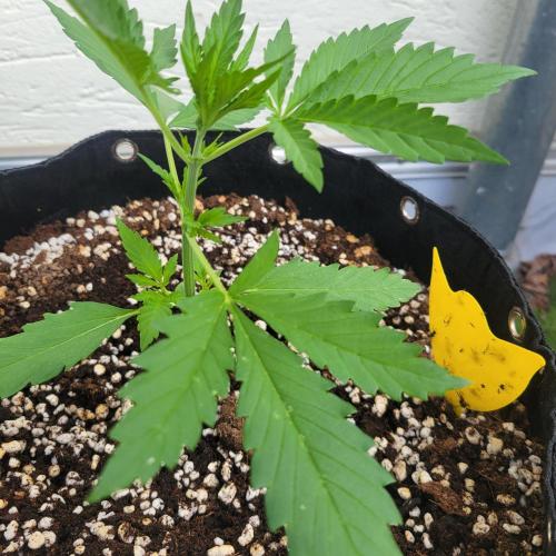 Guava Auto balcony 🌱. Week 2