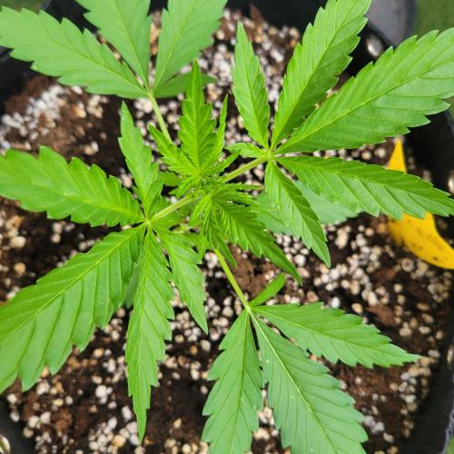 Guava Auto balcony 🌱. Week 2
