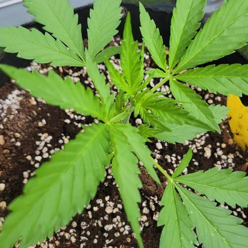 Guava Auto balcony 🌱