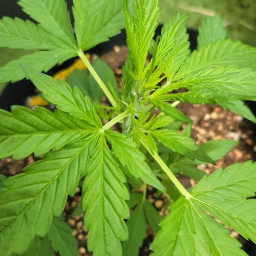 Afghan Pearl CBD outdoor. Week 5