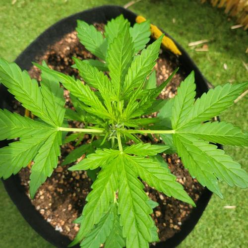 Afghan Pearl CBD outdoor. Week 5