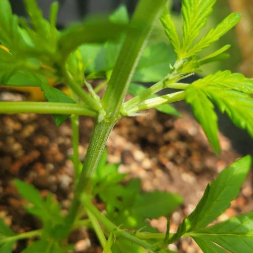 Afghan Pearl CBD outdoor. Week 5