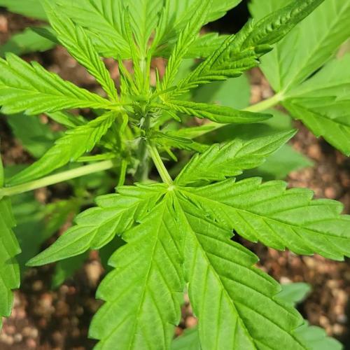 Afghan Pearl CBD outdoor