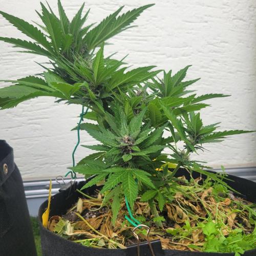 frosty "balkony" banger F4. Week 9