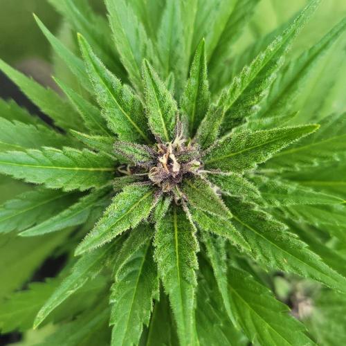frosty "balkony" banger F4. Week 9