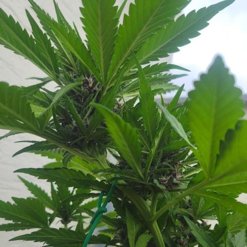 frosty "balkony" banger F4. Week 9