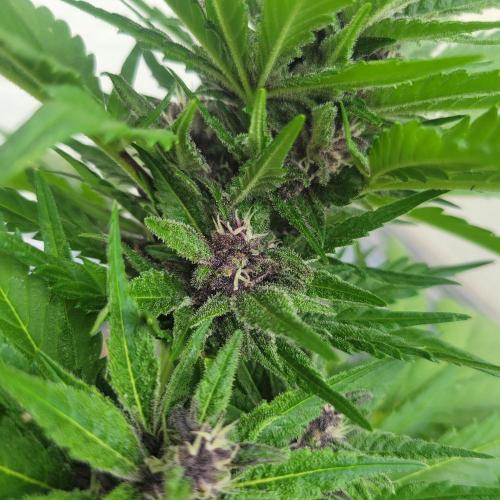 frosty "balkony" banger F4. Week 9