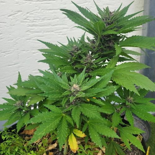 frosty "balkony" banger F4. Week 9