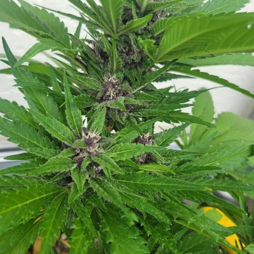 frosty "balkony" banger F4. Week 9