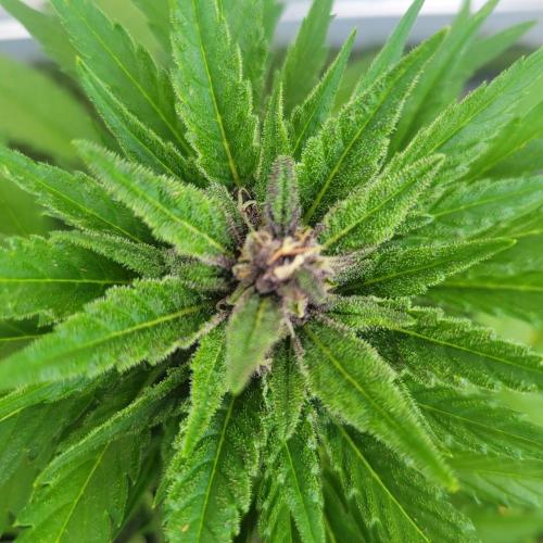 frosty "balkony" banger F4. Week 9