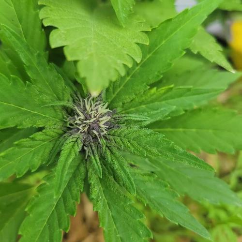 frosty "balkony" banger F4