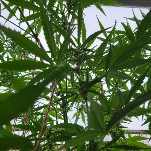 Gelato "balcony" Auto🍦. Week 8