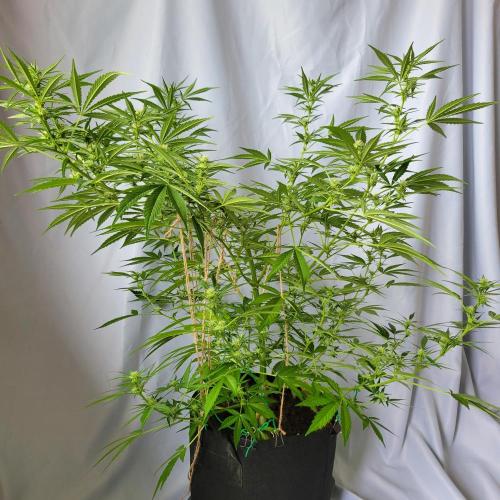 Gelato "balcony" Auto🍦. Week 8