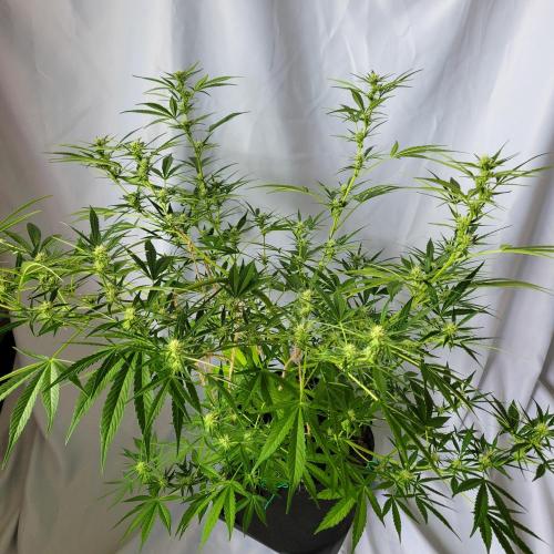 Gelato "balcony" Auto🍦. Week 8
