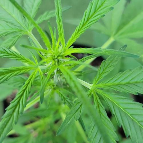 Afghan Pearl CBD outdoor
