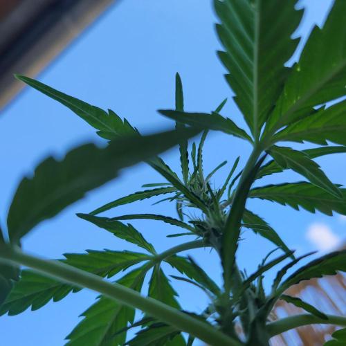 Afghan Pearl CBD outdoor. Week 6