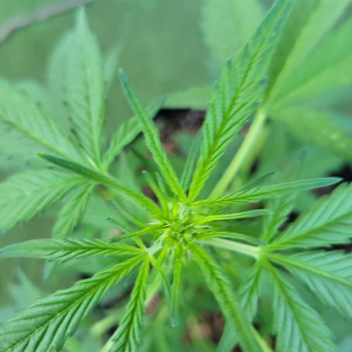 Afghan Pearl CBD outdoor. Week 6