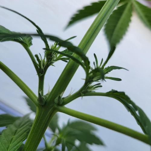 Afghan Pearl CBD outdoor. Week 6