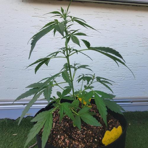 Afghan Pearl CBD outdoor. Week 6