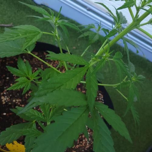 Afghan Pearl CBD outdoor. Week 6