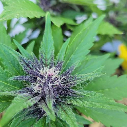 frosty "balkony" banger F4
