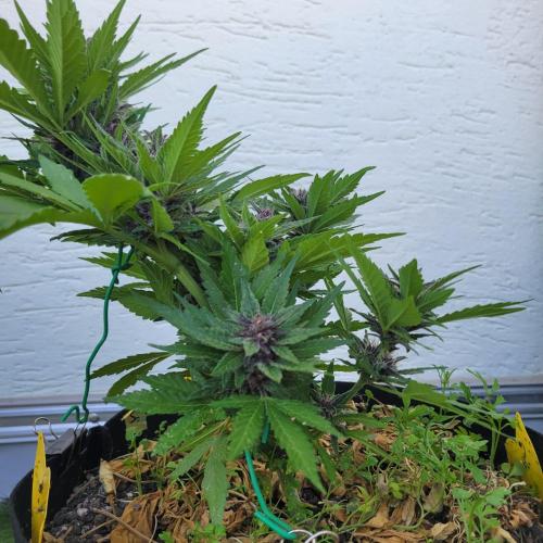 frosty "balkony" banger F4. Week 10