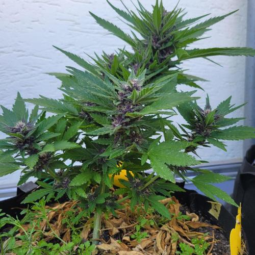 frosty "balkony" banger F4. Week 10