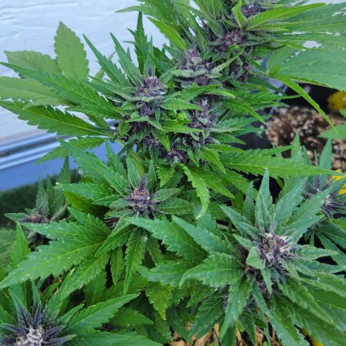 frosty "balkony" banger F4. Week 10