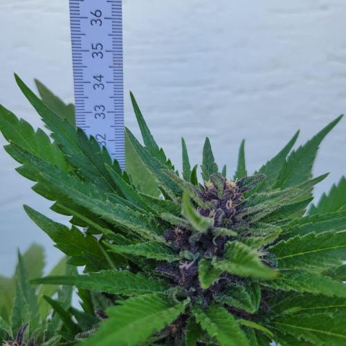 Frostbanger Auto. Week 10