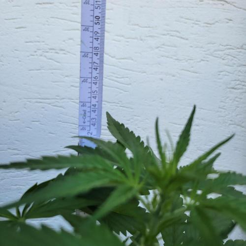 Guava Auto balcony 🌱. Week 3