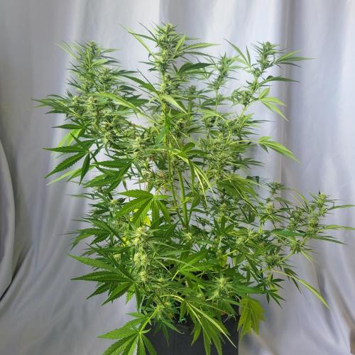 Gelato "balcony" Auto🍦. Week 9