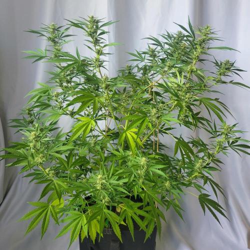 Gelato "balcony" Auto🍦. Week 9