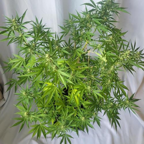 Gelato "balcony" Auto🍦. Week 9