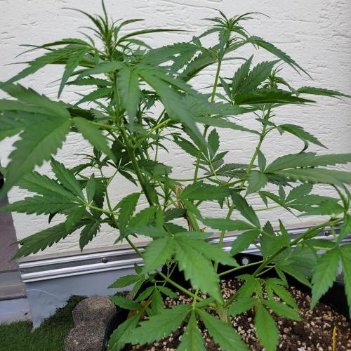 Guava Auto balcony 🌱. Week 4