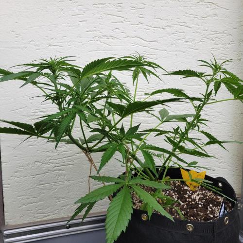 Guava Auto balcony 🌱. Week 4