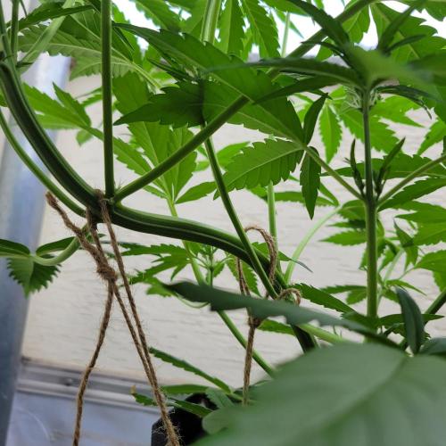 Guava Auto balcony 🌱. Week 4
