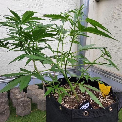 Guava Auto balcony 🌱. Week 4
