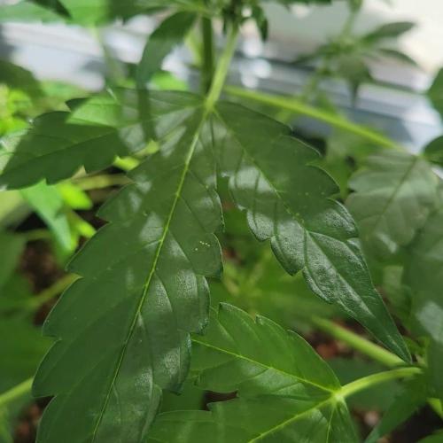 Afghan Pearl CBD outdoor