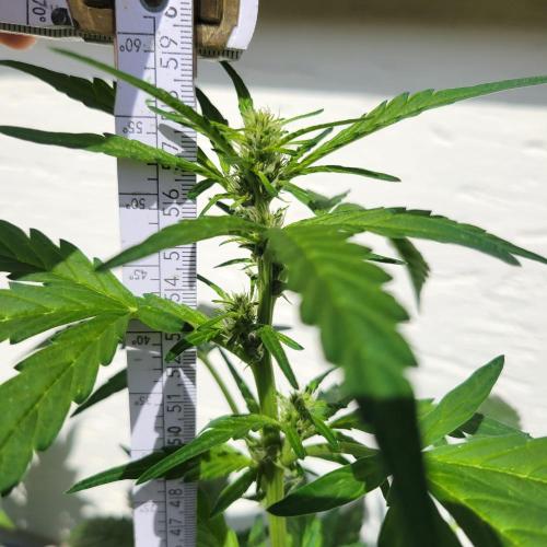 Afghan Pearl CBD outdoor. Week 7