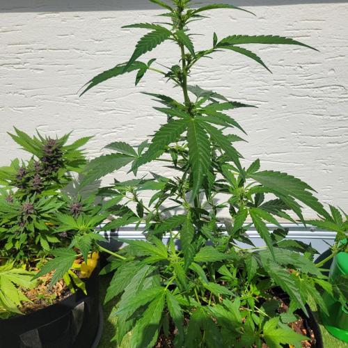 Afghan Pearl CBD outdoor. Week 7