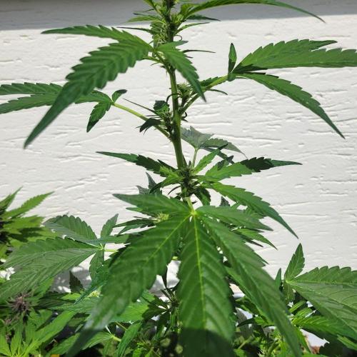 Afghan Pearl CBD outdoor. Week 7
