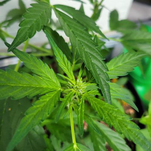 Afghan Pearl CBD outdoor. Week 7