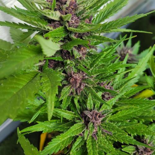 frosty "balkony" banger F4. Week 11
