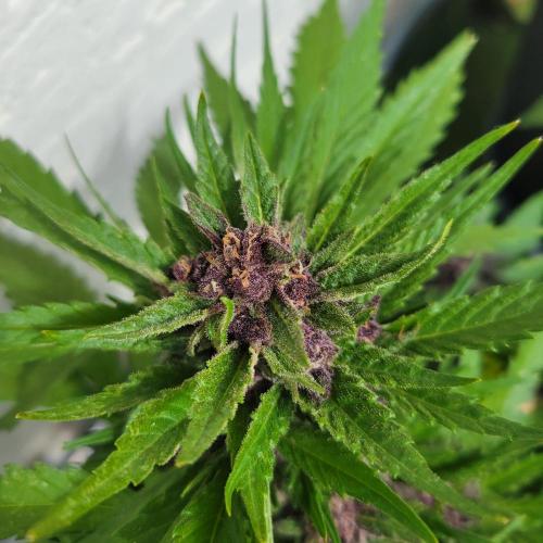 frosty "balkony" banger F4. Week 11