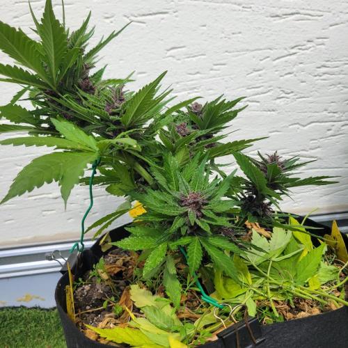frosty "balkony" banger F4. Week 11
