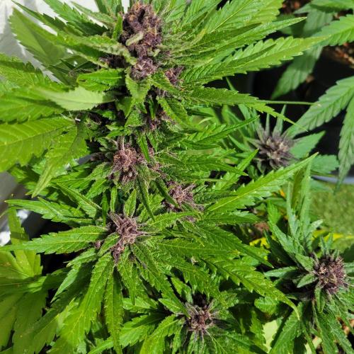 frosty "balkony" banger F4. Week 11